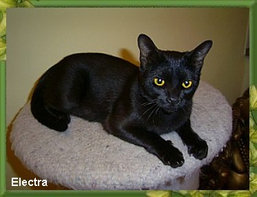Adult Female Australian Bombay Cat