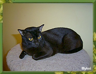 Adult Male Australian Bombay Cat
