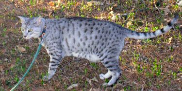 Egyptian Mau cat picture