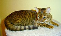 Female Toyger Cat