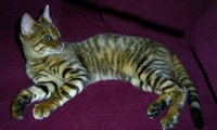 Male Toyger Cat