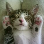 Cat Health and Behaviour